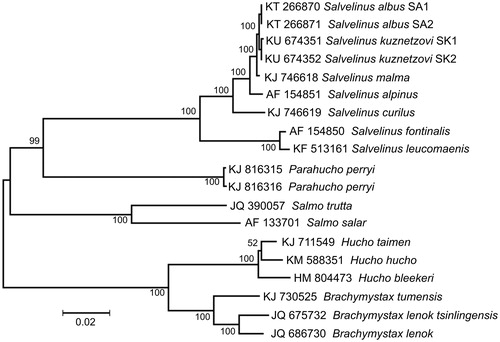 Figure 1. Maximum likelihood tree for the stone char Salvelinus kuznetzovi specimens SK1 and SK2, and the GenBank representatives of the family Salmonidae. The tree is constructed using whole mitogenome sequences. The tree is based on the General Time Reversible + gamma + invariant sites (GTR + G + I) model of nucleotide substitution. The numbers at the nodes are bootstrap percent probability values based on 1000 replications.