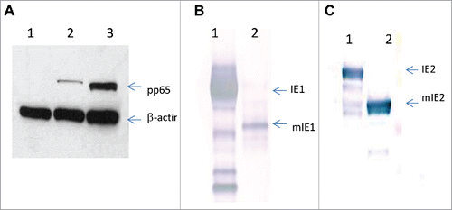 Figure 2. Expression of wild-type versus modified HCMV antigens by Ad6 vectors. Western blot analysis of Per.C6 cell lysates from Ad6-Mock, Ad6-pp65 and Ad6-mpp65 (A: lane 1, 2 and 3, respectively); Ad6-IE1 and Ad6-mIE1 (B: lane 1 and 2, respectively); Ad6-IE2 and Ad6-mIE2 (C: lane 1 and 2, respectively).