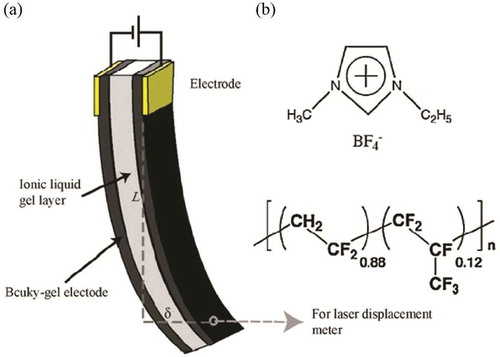 Figure 22. Composition of a ‘bucky-gel’ actuator: (a) schematic of layered structure of bucky-gel actuator consisting of a ionic gel with single wall nanotubes (SMNT)s as the electrode layer and a pristine ionic gel as the polyelectrolyte layer sandwiched between the electrode layers, (b) chemical formula of the ionic liquid, 1-butyl-3-methylimidazolium tetrafluoroborate (BMIBF4), and the polymer, poly(vinylidene fluoride-co-hexafluoropropylene) (PVdF(HFP). Figure reprinted with permission from [Citation136].