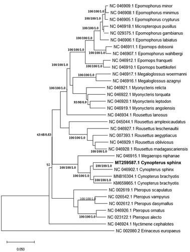 Figure 1. The phylogenetic tree of C. sphinx was constructed based on present mitogenome (MT259587) and other curated Pteropodinae subfamily-derived species available in Genbank. A mitogenome of a hedgehog, Erinaceus europaeus (accession no. NC_002080.2) was selected as an outgroup. Bootstrap values were indicated in each branch of the tree representing the result of NJ/ML/Bayesian probability.