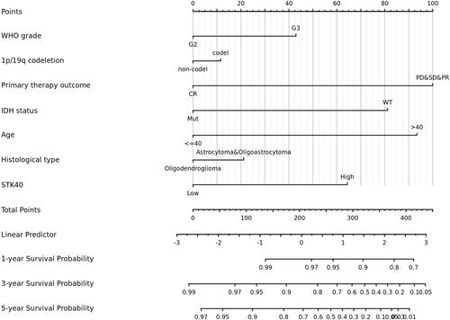 Figure 5 Nomogram for predicting the probability of patients with 1-, 3- and 5-year overall survival.