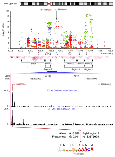 Figure 1. Functional annotation of a region of chromosome 8q24. Figure 1 from reference Citation1 was modified to add annotations of potential functionality by incorporating raw signal tracks of FoxA1 and AR CHIP-seq data. The SNP (rs183373024) is as indicated and shows how the G allele may destroy the FoxA1 site. The consensus FoxA1 sequence is shown. The position of index SNP (rs188140481) is as indicated.