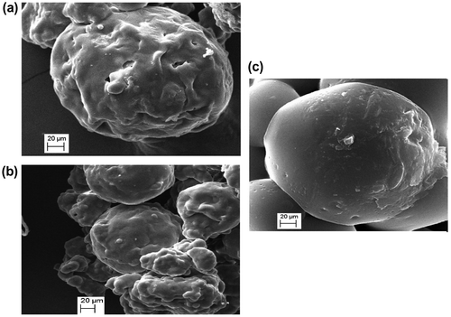 Figure 6. SEM images of microparticle formulation M3 (a) and (b); and M4 (c).
