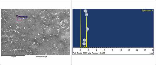 Figure 5. SEM and SEM-EDAX of the composite.