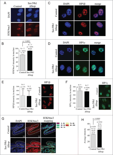 Figure 2. Suv39h1 overexpression increases H3K9me3 in transgenic pMEFs and animals: (A) Increased nuclear H3K9me3 levels in pMEFs obtained from control and Suv39h1ΔStop transgenic mice as determined by automated confocal microscopy. (B) Quantification of confocal H3K9me3 immunofluorescence of samples shown in (A) Suv39h1 overexpression results in a significant increase in H3K9me levels. (C) Suv39h1 overexpression results in a re-distribution of HP1β in pMEFs, as determined by immunofluorescence staining. (D) Suv39h1 does not impact on the localization of HP1γ, as determined by immunofluorescence staining. (E) Suv39h1 overexpression does not impact on global HP1β levels in Suv39h1ΔStop pMEFs, as determined by classic quantitative immunofluorescence. Left panel: quantification; right panel, representative images. (F) Suv39h1 overexpression does not impact on global HP1γ levels in Suv39h1ΔStop pMEFs, as determined by automated confocal quantitative immunofluorescence. Left panel: quantification; right panel, representative images. (G) Immuno-histochemistry on adult skin sections using H3K9me3 specific antibodies. Suv39h1ΔStop mice display increase H3K9me3 levels as demonstrated by confocal microscopy and signal intensity mapping (see material methods). H3K9me3 intensity ranges are indicated by a color code that is based on arbitrary telomere fluorescence units. (H) Quantification of average H3K9me3 intensity. Average H3K9me3 levels are significantly increased in tail skin sections of Suv39h1ΔStop mice. N = number of independently prepared pMEF cultures or mice tested; n = number of nuclei analyzed; arbitrary fluorescence intensity values are indicated; standard deviations are indicated; p-values indicate statistical significance.