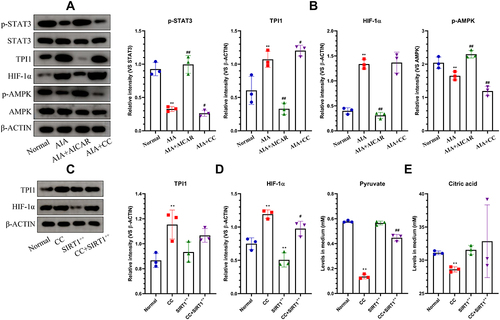 Figure 6 The impacts of AMPK regulation on SIRT1-related changes. (A) Expression of protein TPI1, HIF-1α, p-AMPK, AMPK, p-STAT3, and STAT3 in normal and AIA monocytes treated with AICAR or CC; (B) quantified results of assay A; (C) expression of TPI1 and HIF-1α in normal or SIRT1-overexpressing monocytes treated with CC; (D) quantified results of assay D; (E) levels of pyruvate and citric acid in culture medium from assay C. Statistical significance in image (B) *p < 0.05 and **p < 0.01 compared with normal monocytes, #p < 0.05 and ##p < 0.01 compared with untreated AIA monocytes; statistical significance in image D-E: *p < 0.05 and **p < 0.01 compared with untreated normal monocytes, #p < 0.05 and ##p < 0.01 compared with CC-treated normal monocytes.