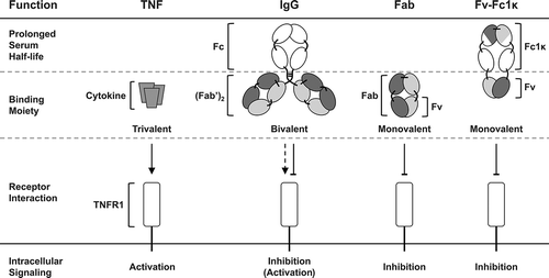 Figure 1. Inhibition and activation of TNFR1. TNFR1 is strongly activated by its natural, trimeric ligand TNF. The bivalent IgG ATROSAB was shown to exert a dominant antagonistic activity in the presence of TNF, yet on its own exerts a marginal TNFR1 activation in a narrow dose range. Monovalent formats like the Fab or the newly developed Fv-Fc1k are effective antagonists of TNF mediated TNFR1 activation and lack intrinsic agonistic activity. In addition, the Fv-Fc1k comprises an Fc proportion, providing a prolonged serum half-life, comparable to an IgG.