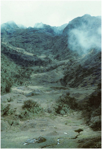 FIGURE 5. Mount Scorpio at 3720 m. Unaffected by human burning on deep wet peats, the forest of Rapanea and Dacrycarpus has become stunted and open above a groundcover of the fern Gleichenia vulcanica. Photo by G. Hope.