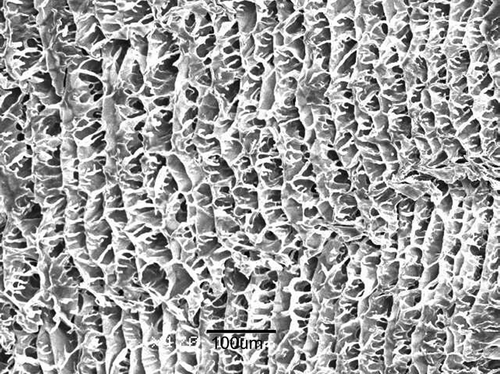 FIG. 1 Structure of chitosan scaffold with 50 μm pores (bar length: 100 μm). In fabricating an LCSHFG composite system, the scaffold was first loaded with PPP that contained various liposomes and fibrin gel was then formed after thrombin was added to the scaffold. 76 × 57 m (600 × 600 DPI).