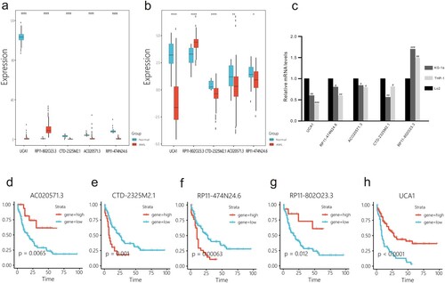 Figure 2. Expression pattern and prognostic significance of cuprotosis-related lncRNAs. (a) The expression pattern of screened cuprotosis-related lncRNAs in AML samples from TCGA and normal controls from GTEx. (b) The expression levels of screened cuprotosis-related lncRNAs were validated in AML samples and healthy controls from Vizome. (c) The expression levels of screened cuprotosis-related lncRNAs were validated in the human AML cell line KG-1a, the acute monocytic leukaemia cell line THP-1, and the immortalized normal hepatocyte cell line LO2 by using qRT-PCR. (d–h) Prognostic significance of cuprotosis-related lncRNAs. *: p < 0.05, **: p < 0.01, ***: p < 0.001, ****: p < 0.0001; #: p < 0.05, ##: p < 0.01, ###: p < 0.001.