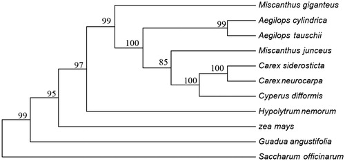 Figure 1. Phylogenetic of 10 species based on the maximum-likelihood analysis of the whole chloroplast genome sequences using 500 bootstrap replicates. The analyzed species and corresponding Genbank accession numbers are as follows: Aegilops cylindrica (NC_023096), Aegilops tauschii (NC_022133), Carex siderostict (NC_027250), Carex neurocarpa (KU238086), Guadua angustifolia (NC_029749), Hypolytrum nemorum (NC_036036), Miscanthus x giganteus (NC_035753), Miscanthus junceus (NC_035751), Saccharum officinarum (LN849913), Zea mays (NC_001666).