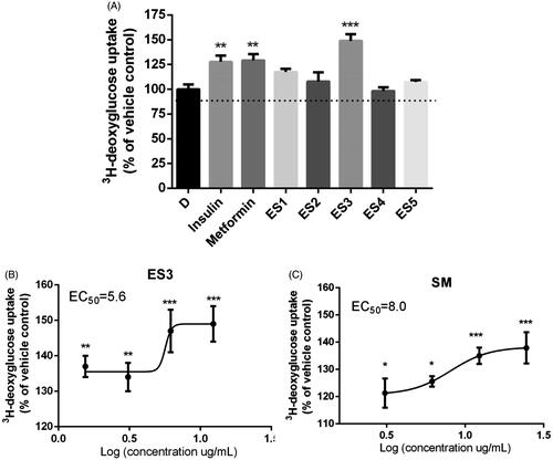 Figure 2. (A) Effect of E. sativa extracts on 3H-deoxyglucose uptake in C2C12 cells following 18 h treatment with their maximum non-toxic concentrations. Cells treated with insulin (100 nm, 30 min) or metformin (400 μM, 18 h) served as the positive control. (B) and (C) are dose-response analysis of the stimulation of glucose uptake by ES3 and SM, respectively. Cells were incubated with several concentrations of ES3 (1.56, 3.12, 6.25 and 12.5 μg/mL) or SM (3.12, 6.25, 12.5 and 25 μg/mL). Data are represented as mean ± SEM of three independent experiments and are expressed as % change in the rate of basal glucose uptakes relative to the vehicle control (0.1% DMSO). *p < 0.05, **p < 0.01, ***p < 0.001 significantly different from 0.1% DMSO.