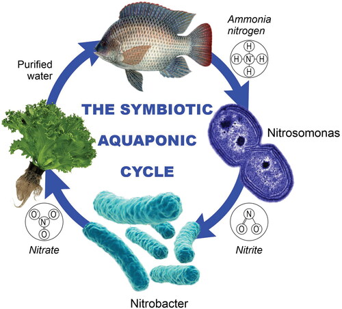 Figure 1. Scheme of an aquaponic system.