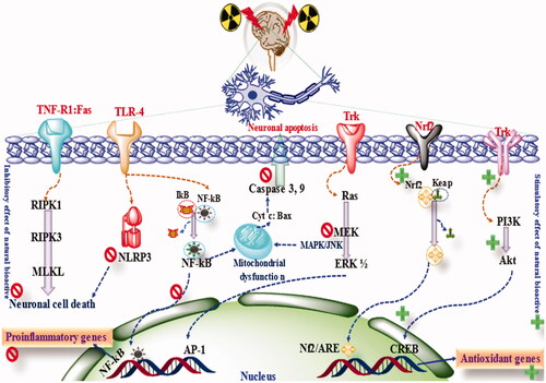 Figure 4. The mechanism of neuroprotection by phytoconstituents.