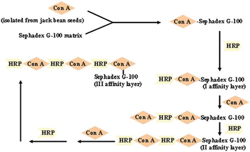 Figure 4. Affinity layering by bioaffinity immobilization. The lectin concanavalin A (Con A) was bound to its affinity matrix Sephadex G-100. Horseradish Peroxidase (HRP) is a glycoenzyme with known affinity for the lectin and hence was immobilized on Con A-sephadex G-100 by bioaffinity immobilization. In subsequent steps (in which Con A acted as the affinity ligand), alternate layers of Con A and HRP were created. This “going vertical” of affinity layering is a promising strategy for depositing large amount of biological activity on a small surface (for further details about this work, please see reference [Citation82]).