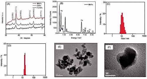 Figure 1. (A) X-ray diffraction patterns of as-prepared MNPs, FDNPs and DNPs. (B) Energy-dispersive X-ray spectrum of as-prepared MNPs. (C) Particle size distribution of DNPs observed from dynamic light scattering. (D) Particle size distribution of FDNPs observed from dynamic light scattering. (E) Transmission electron microscopic image of DNPs. (F) Transmission electron microscopic image of FDNPs.