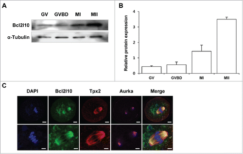 Figure 1. Expression of Bcl2l10 protein during mouse oocyte maturation and localization of Bcl2l10, Tpx2, and Aurka in MI oocytes. (A, B) Western blot analysis of Bcl2l10 protein expression during normal in vitro oocyte maturation. GV, GVBD, MI, and MII oocytes were collected after 0, 2, 8, and 16 h of in vitro culture, respectively. Protein lysates of 200 oocytes were loaded per lane. α-Tubulin was used as a loading control. The experiment was performed 3 times, and the data are presented as the mean ± SEM. (C) Bcl2l10 and Tpx2 co-localized on microtubules, but Aurka localized in the MTOC region in MI oocytes (upper lane). Oocytes were stained with Bcl2l10-, Tpx2- and Aurka-specific primary antibodies simultaneously (from left to right). DNA was counterstained with DAPI (blue channel). Bcl2l10 (FITC, green channel), Tpx2 (Rhodamine, red channel), Aurka (Alexa 647, pink channel), and merged images. Bar=10 µm. (Lower lane) Higher-magnification photographs of the corresponding image are shown below. Bar=5 µm.