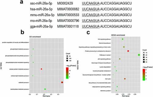 Figure 1. Functional enrichment analysis of predicted miR-26a-5p targets. (a) Mature sequence of miR-26a-5p is conserved among species including pig (ssc), human (hsa), mouse(mmu), rat (rno) and chicken(gga). (b) GO categories of genes targeted by miR-26a-5p. (c) KEGG pathways of genes targeted by miR-26a-5p.