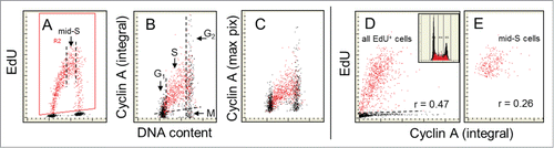 Figure 4. Relationship between expression of cyclin A and EdU incorporation. The cells were exposed in culture to EdU for 60 min. As in Figures 1–3 the EdU incorporating cells are gated/colored red (A). On the bivariate distributions of cyclin A versus DNA content (B and C) it is evident that nearly all cells incorporating EdU are cyclin A positive and that cell advancement through the S phase is associated with the progressively rising expression of this protein. In accordance with our prior findingsCitation41,42,64 cells in mitosis (M) are cyclin A negative (they were identified by the image analysis on the iCys cytometer)Citation62,63 while G2 cells have maximal level of this protein (B). As described in the text the correlation between the extent of EdU incorporation and expression of cyclin A among the mid-S phase cells, selected/gated as shown by the dashed vertical lines (A), is weak (r = 0.26; E) but stronger when all EdU-labeled cells are analyzed (r = 0.47). The DNA content histogram of these cells from this culture is shown as the inset in D.