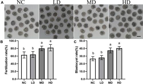 Figure 6 The effect of Se/CDs’ supplementation on the embryonic development potentials of ovine MII oocytes. (A) Morphology of 2-cells after IVF. (B) Fertilization rates. (C) Blastocyst development rates.
