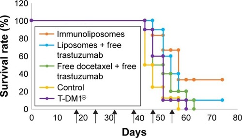 Figure 10 Survival curve of MDA-MB-231 bearing mice (n≥7 per group).Note: ↑: Cycle starts.Abbreviations: T-DM1, ado-trastuzumab emtansine; MDA-MB, derived from metastatic site: mammary breast.