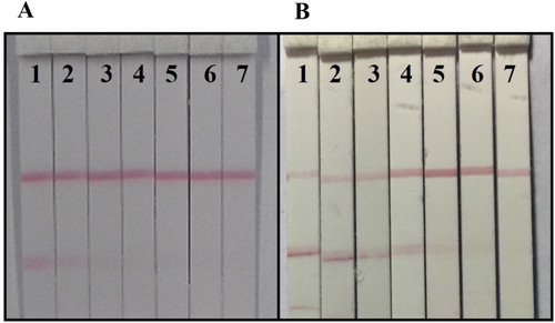 Figure 5. The sample test by lateral-ﬂow ICA strip. (A) Wheat sample: (1) 0 ng/g; (2) 800 ng/g; (3) 1600 ng/g; (4) 3200 ng/g; (5) 6400 ng/g; (6) 12,800 ng/g; (7) 25,600 ng/g; (B) Apple juice sample: (1) 0 ng/mL; (2) 200 ng/mL; (3) 400 ng/mL; (4) 800 ng/mL; (5) 1600 ng/mL; (6) 3200 ng/mL; (7) 6400 ng/mL.