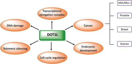 Figure 2. DOT1L involvement in normal and tumour cells.