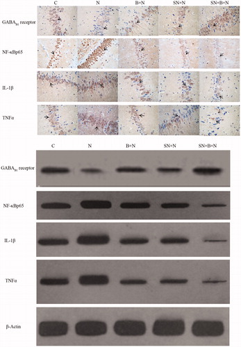 Figure 3. Results of immunohistochemical and western blot assays of NF-κB p65, IL-1β, TNFα and GABAB1 receptors in the five groups.