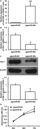 Figure 6. Effect of miR-30b overexpression on the expression of PAI-1 in PC cells (PANC-1) and the proliferation of islet β-cells (INS-1). (A) Expression of miR-30b in PANC-1 cells after transfection with agomiR-NC or agomiR-30b. **p < 0.01 compared with agomiR-NC group. Expression of PAI-1 mRNA (B) and protein (C) in PANC-1 cells after transfection with agomiR-NC or agomiR-30b. *p < 0.05 compared with agomiR-NC group. (D) Proliferation of INS-1 cells after stimulation by culture supernatant of PANC-1 cells transfected with agomiR-NC or agomiR-30b. MTT assay was used to determine cell proliferation. *p < 0.05 compared with agomiR-NC group.