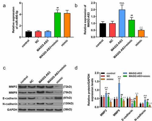 Figure 5. MiR-490-5p targeting MAGI2-AS3 to regulate epithelial–mesenchymal transition (EMT) process. (a) Overexpression of miR-490-5p in cells caused by transfection of miR-490-5p mimic. (b) Up-regulation of miR-490-5p down-regulated the expression of MAGI2-AS3, which was detected by qRT-PCR. (c-d) The mimic group had the lowest protein levels of Matrix metalloproteinase (MMP)2, MMP9 and N-cadherin, and the highest protein level of E-cadherin, while the opposite condition appeared in MAGI2-AS3 group, which were measured by Western blot. **p < 0.001, vs. control; ^^p < 0.001 vs. NC; ##P < 0.001, vs. MAGI2-AS3; ΔΔp<0.001, vs MAGI2-AS3+ mimic.