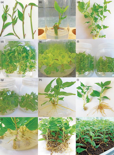 Figure 1. In vitro micropropagation protocol for A. rubricaulis: (a) New emerged annual sprout. (b) Shoot initiation from nodal segment bearing one bud. (c,d) Multiple shoots at the end of a multiplication cycle on LP medium. (e) Leaf chlorosis on N6 medium. (f) Comparison of shoot development under sucrose (left) or glucose (right) as carbon source treatment. (g) Comparison of shoot development under Kobe agar (left) or HP 696 (right). (h) Spontaneous rooting on MS surface medium. (i) Comparison of root development between an agar-solidified medium (left) and a transfer in a vermiculite medium (right): in vitro rooting on BdR 0.5 mg L−1 AIB. (j) Detail of the root system on agar medium. (k) Rooted plants on vermiculite medium. (l) Acclimatised plants in greenhouse.