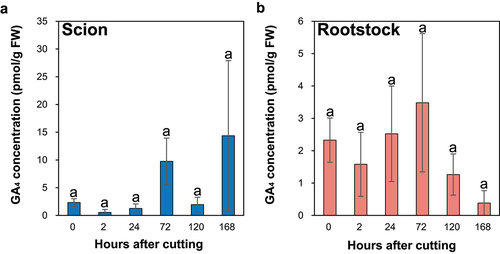 Figure 4. The GA₄ concentration at the incision sites of the ungrafted scion and rootstock of N.benthamiana. Blue and pink indicate ungrafted scion and rootstock, respectively. Different letters indicate significant differences according to the Tukey-Kramer test (p ≤ 0.05). Values are the means of four biological replicate samples, and error bars indicate the standard error of four biological replicate samples.