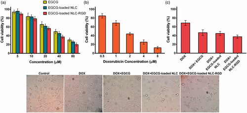Figure 2. Cytotoxic effects of EGCG, EGCG-loaded NLC, EGCG-loaded NLC-RGD (a), DOX (b) and synergistic effects of combinatorial treatment of 1 µM DOX and 10 µM of EGCG and EGCG-loaded NPs for 48 h on MDA-MB-231 cells (c). The figure illustrates that EGCG-loaded NLC-RGD are more anti-proliferative when compared with EGCG-loaded NLC (p > .05). Data are presented as mean ± standard deviation (n = 3).
