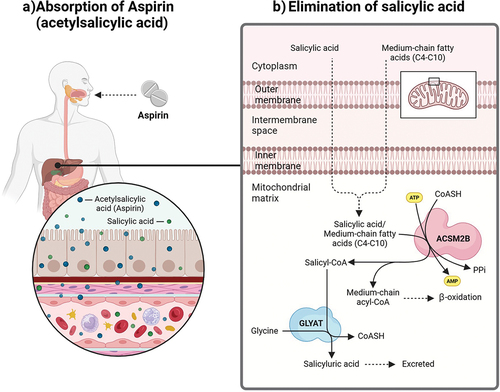 Figure 1. The absorption of aspirin and the excretion of salicylic acid.