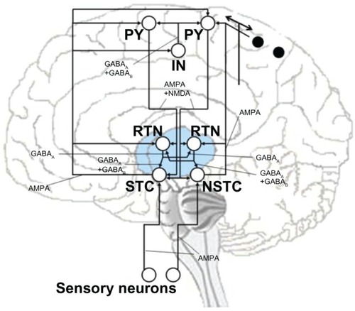 Figure 1 Schematic description of synaptic interconnections in the simplified computational model of thethalamocortical network.Abbreviations: IN, interneurons; RTN, reticular thalamic cells; PY, pyramidalneurons; STC, specific thalamic cells; NSTC, nonspecific thalamic cells.