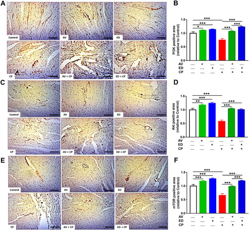 Figure 6 AV and ED upregulate PI3K/Akt/mTOR signaling in the heart of CP-induced rats. Treatment with AV or ED increased the expression of PI3K (A, B), Akt (C, D) and mTOR (E, F) in the heart of rats. [Scale bar = 100µm]. Data are mean ± SEM, (n = 8). *P<0.05, **P<0.01 and ***P<0.001.
