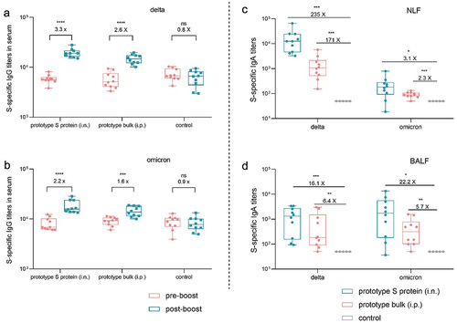 Figure 4. Using the prototype SARS-CoV-2 vaccine as a booster induced cross-reactive antibody responses in mice. a–b. Delta (a) and omicron (b) S protein-specific IgG titers in serum samples collected before and after booster immunization (n = 10). c–d. Delta and omicron S protein-specific IgA titers in NLF (c) and BALF (d) collected after booster immunization (n = 10).