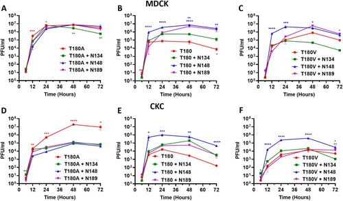 Figure 3. Virus replication kinetics in MDCK and CK cells. (A, B, C) Replication of high and low avidity viruses in MDCK cells after inoculation at a MOI of 0.001. (D, E, F) Replication of high and low avidity viruses in CK cells after inoculation at a MOI of 0.01. Red lines indicate non-glycosylated virus, green lines are virus with N134, blue lines are virus with N148 and purple lines are virus with N189. Virus supernatants were titrated by plaque assay in MDCK cells using culture supernatants harvested at 6, 12, 24, 48 and 72 h post-inoculation. One-way ANOVA with multiple comparisons was used to compare virus titres from each time point. Coloured asterisk next to a same-colour curve indicates that that virus has a significantly different titre to the remaining viruses. Coloured asterisk next to a different-colour curve indicates a statistical difference in titre between that colour and non-glycosylated virus (** equals P < 0.01, *** equals P < 0.001, **** equals P < 0.0001).