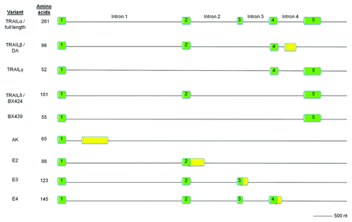 Figure 5. Genomic structure of human TRAIL variants. Exonic sequences of the full-length TRAIL are shown in green whereas novel sequences are shown in yellow.