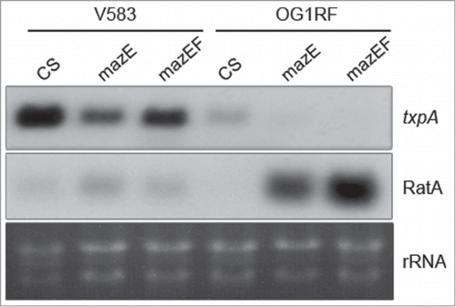 Figure 3. Effects of mazE and mazEF on txpA-ratA expression in E. faecalis strains OG1RF and V583. For OG1RF, ‘CS’ strain corresponds to the parental strain carrying the plasmid vector. Legend otherwise as in Fig. 1C.