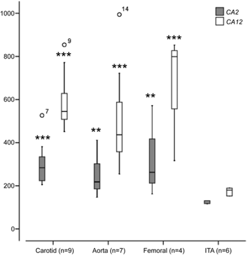 Figure 1. CA2 and CA12 expression in control internal thoracic artery (ITA), carotid, femoral, and aortic plaque samples. Gene expression value is the normalized average gene intensity for each group measured in the Illumina Expression BeadChips. *P < 0.05, **P < 0.01, ***P < 0.001 relative to control (ITA), Mann-Whitney U-test.