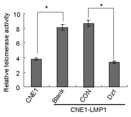 Figure 3. Dz1 inhibits telomerase activity by downregulation of LMP1. Cells were treated with 2 µM Dz1 or 2 µM control oligo (CON), respectively for 24 h and telomerase activity was analyzed by the Telomerase PCR ELISA kit. Sample absorbance was measured with Model 550 Microplate Reader at a wavelength of 450 or 690 nm. Values are the means ± SD of 3 replicates, *P < 0.05, **P < 0.01 compared with the control cells.