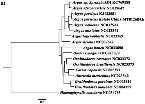 Figure 1. Phylogenetic relationships of Argas persicus isolate China and other species based on mitochondrial sequence data.