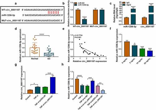 Figure 2. Circ_0001187 sponged miR-1236-3p. (a) The binding sites between circ_0001187 and miR-1236-3p were shown. Dual-luciferase reporter assay (b) and RIP assay (c) were used to assess RNA interaction. (d) MiR-1236-3p expression was measured by qRT-PCR in the colonic mucosal tissues of UC patients and healthy normal controls. (e) Pearson correlation analysis was used to assess linear correlation. (f) The miR-1236-3p expression in FHC cells treated with TNF-α was detected by qRT-PCR. (g) The circ_0001187 expression was examined by qRT-PCR in TNF-α-treated FHC cells transfected with circ_0001187 overexpression vector. (h) The miR-1236-3p expression was detected by qRT-PCR. *P < 0.05, **P < 0.01, ***P < 0.001, ****P < 0.0001.