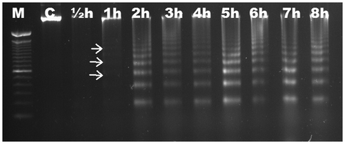 Figure 6. Analyses of agarose gel electrophoresis on root genomic DNA of Avena sativa (oat). DNA fragmentation occurred slightly at 1 h (arrows). M, 100 bp marker; C, control; h, hour.