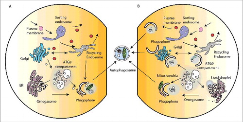 Figure 2. Intracellular organelles and membrane contacts facilitating autophagosome formation. (A) The major organelles required for the secretory pathway (ER, Golgi) and endocytosis (sorting endosome, recycling endosome) implicated in membrane contribution to phagophore formation. For simplicity not all ER-Golgi associated compartments (ERES, ERGIC, COP vesicles) are shown. Likewise not all endocytic-associated compartments (early endosome, late endosome, lysosome) are shown. (B) Membrane contact sites proposed or potentially implicated in phagophore expansion. The MAMs (mitochondria-associated membranes) are illustrated by contact of the phagophore with the mitochondria.