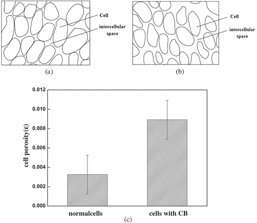 Figure 3. The intercellular space became larger after adding cytoskeleton B. The generated microstructure images at room temperature were presented: （a）cells with CB, (b) normal cells. (c) The variety of the cell porosity at room temperature.