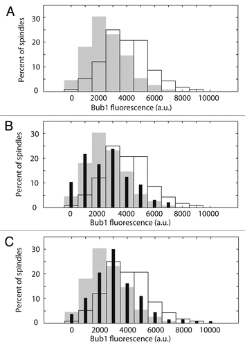 Figure 4 Deletion of BIK1 or KIP3 does not reproduce DAM1-765 levels of Bub1 recruitment to kinetochores. Total Bub1 fluorescence on metaphase spindles was analyzed as described in Materials and Methods. (A) Histograms of total Bub1 fluorescence for wild-type (solid grey, MSY319-1D) and DAM1-765 (black outline, MSY318-7A) spindles are plotted. the DAM1-765 histogram is shifted toward higher Bub1 fluorescence values relative to wild-type. (B) Histograms of total Bub1 fluorescence for bik1Δ (solid black bars, MSY331-2D), wild-type (solid grey bars) and DAM1-765 (black outline) spindles are plotted. The bik1Δ histogram overlaps with wild-type. (C) Histograms of total Bub1 fluorescence for kip3Δ (solid black bars, MSY317-10C), wild-type (solid grey bars) and DAM1-765 (black outline) spindles are plotted. The kip3Δ histogram is shifted relative to wild-type, but does not reproduce the high levels of Bub1 fluorescence measured in DAM1-765 spindles.