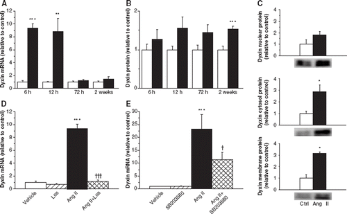 Figure 2. The effect of Ang II administration (33 μg/kg/h) on left ventricular dyxin mRNA levels in rats (A). Results are mean±SEM (n=6–8). ***p<0.00l, **p<0.0l vs vehicle (Student's t-test). White columns, vehicle; black columns, Ang II. Dyxin protein levels in the rat left ventricles (B). Results are mean±SEM (n=7–8). ***p<0.00l vs vehicle (Student's t-test). White columns, vehicle; black columns, Ang II. The effect of Ang II administration on dyxin nuclear, cytoplasmic and membrane protein levels at 3 days of Ang II infusion (C). Representative Western blots are shown. The effect of Ang II and AT1-receptor blockade by losartan (Los) on left ventricular dyxin mRNA levels at 6 h (D). Results are mean±SEM (n=6–7). ***p<0.00l vs vehicle. †††p<0.001 vs Ang II (ANOVA). The effect of Ang II and p38 MAPK inhibitor SB203580 on left ventricular dyxin mRNA levels at 6 h (E). Results are mean±SEM (n=4–7). ***p<0.00l vs vehicle. †p<0.05 vs Ang II (ANOVA). All mRNA results are expressed as a ratio of dyxin mRNA to 18S mRNA as determined by Northern blot analysis.
