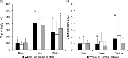 Fig. 2  (a) Copper and (b) cadmium concentrations in livers of brown trout from the Kerguelen Islands from three Kerguelen morphotypes: river (n=10), lake (n=24) and station (n=54). Bars represent mean±SD of metal concentrations measured in the whole sample, in the livers of females and males in each morphotype. The different letters indicate significant differences in hepatic metal mean measured in the whole sample between the three morphotypes (Kruskal–Wallis test). Asterisks indicate significant differences in mean between females and males in each morphotype (Mann–Whitney U test).